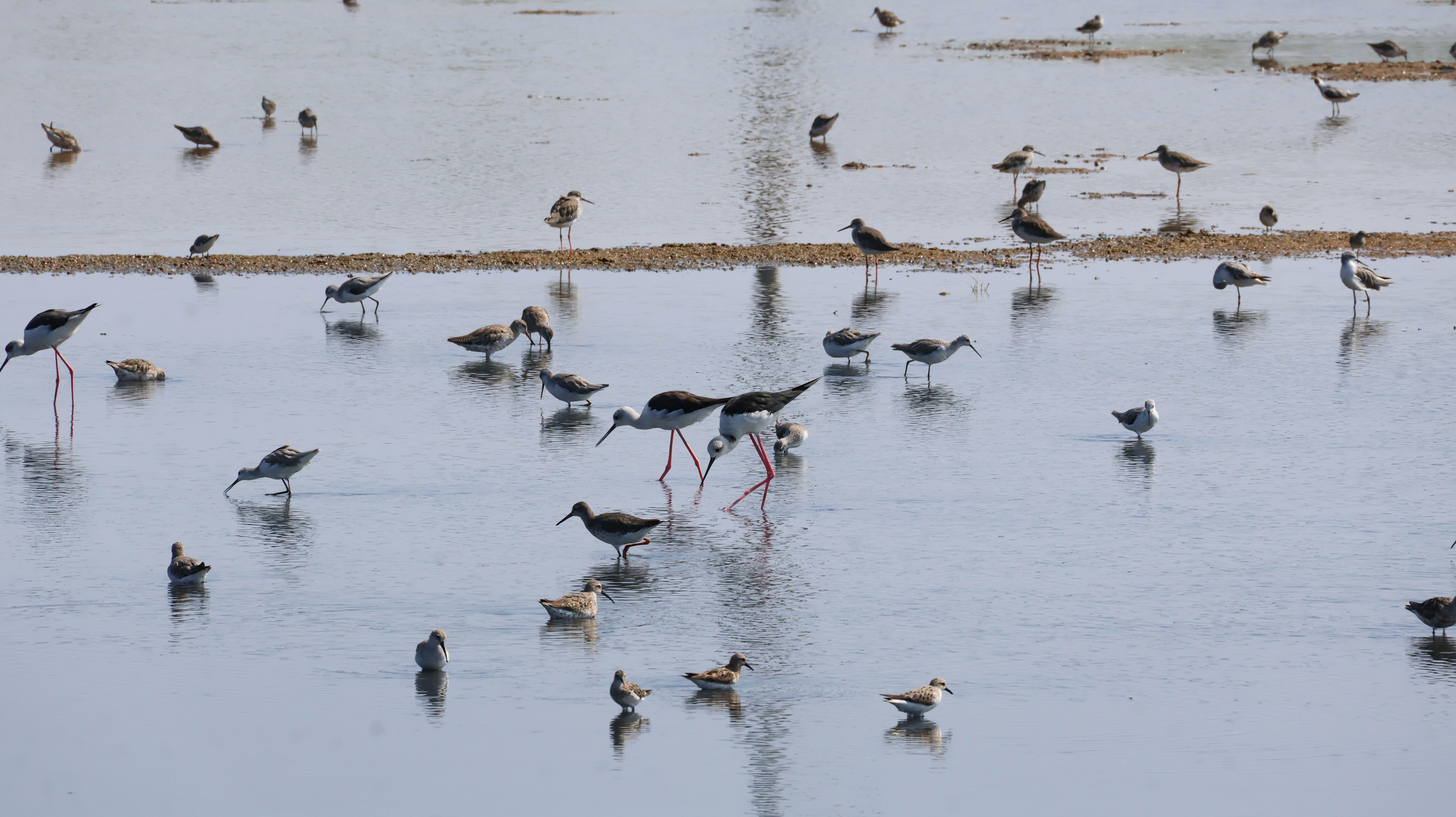 2026臺灣國際觀鳥馬拉松