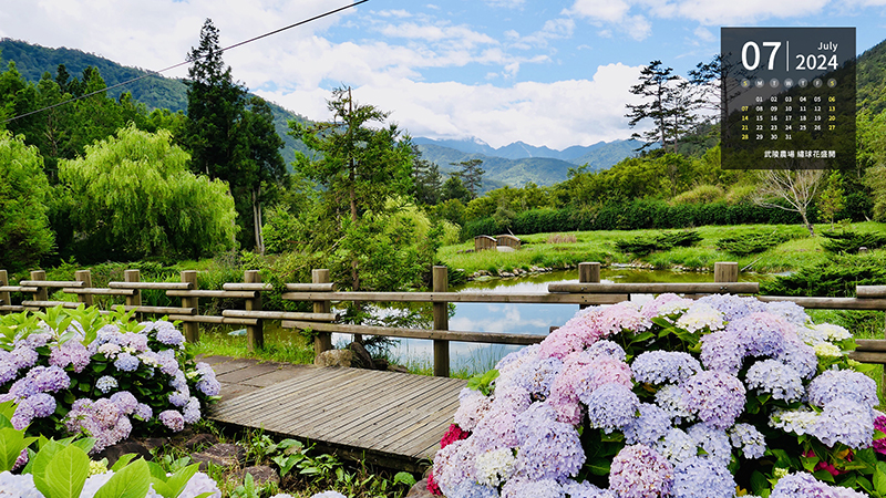 武陵農場 繡球花盛開
