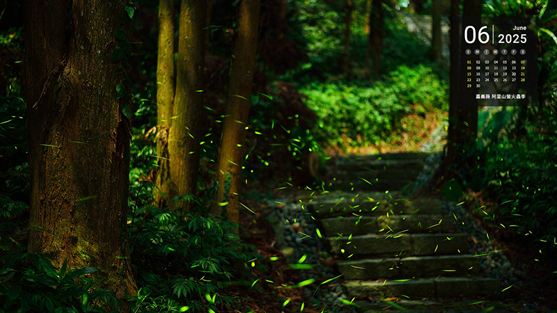 嘉義縣 阿里山螢火蟲季