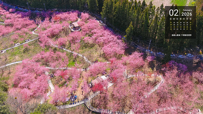 福壽山農場  千櫻園賞櫻季  